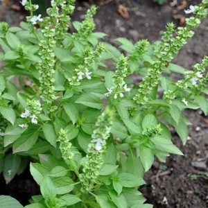 Daun Kemangi
