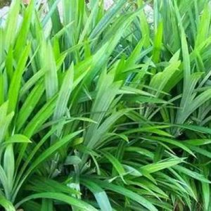 Daun Suji
