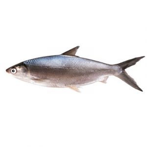 Ikan Bandeng