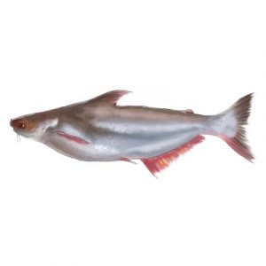 Ikan Patin