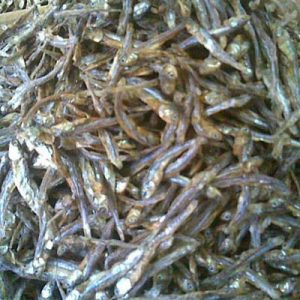 Ikan Teri