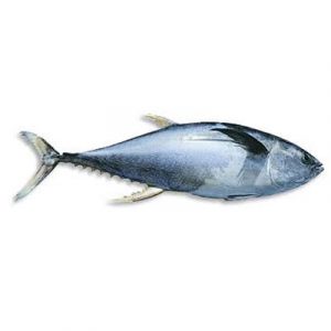 Ikan Tongkol
