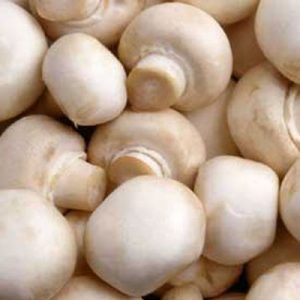 Jamur Kancing