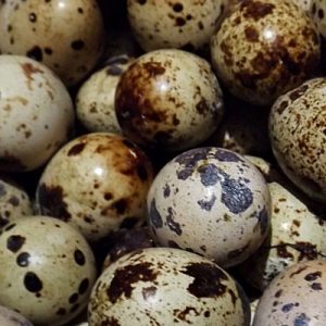 Telur Puyuh