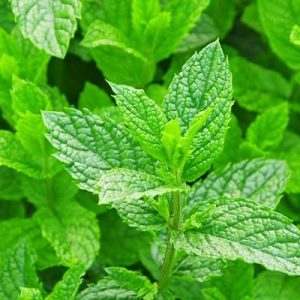 Daun Mint