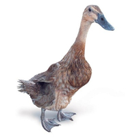 Bebek