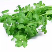 Daun Cilantro