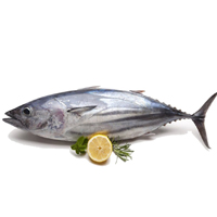 Ikan Cakalang