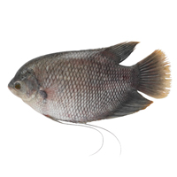 Ikan Gurame