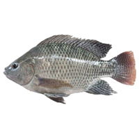 Ikan Nila