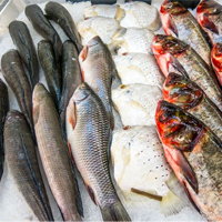 Ikan