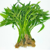 Kangkung