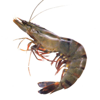 Udang